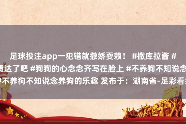足球投注app一犯错就撒娇耍赖！ #撒库拉酱 #狗成精了 #这金毛也太贤达了吧 #狗狗的心念念齐写在脸上 #不养狗不知说念养狗的乐趣 发布于：湖南省-足彩看盘app推荐
