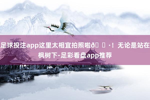 足球投注app这里太相宜拍照啦📷！无论是站在枫树下-足彩看盘app推荐